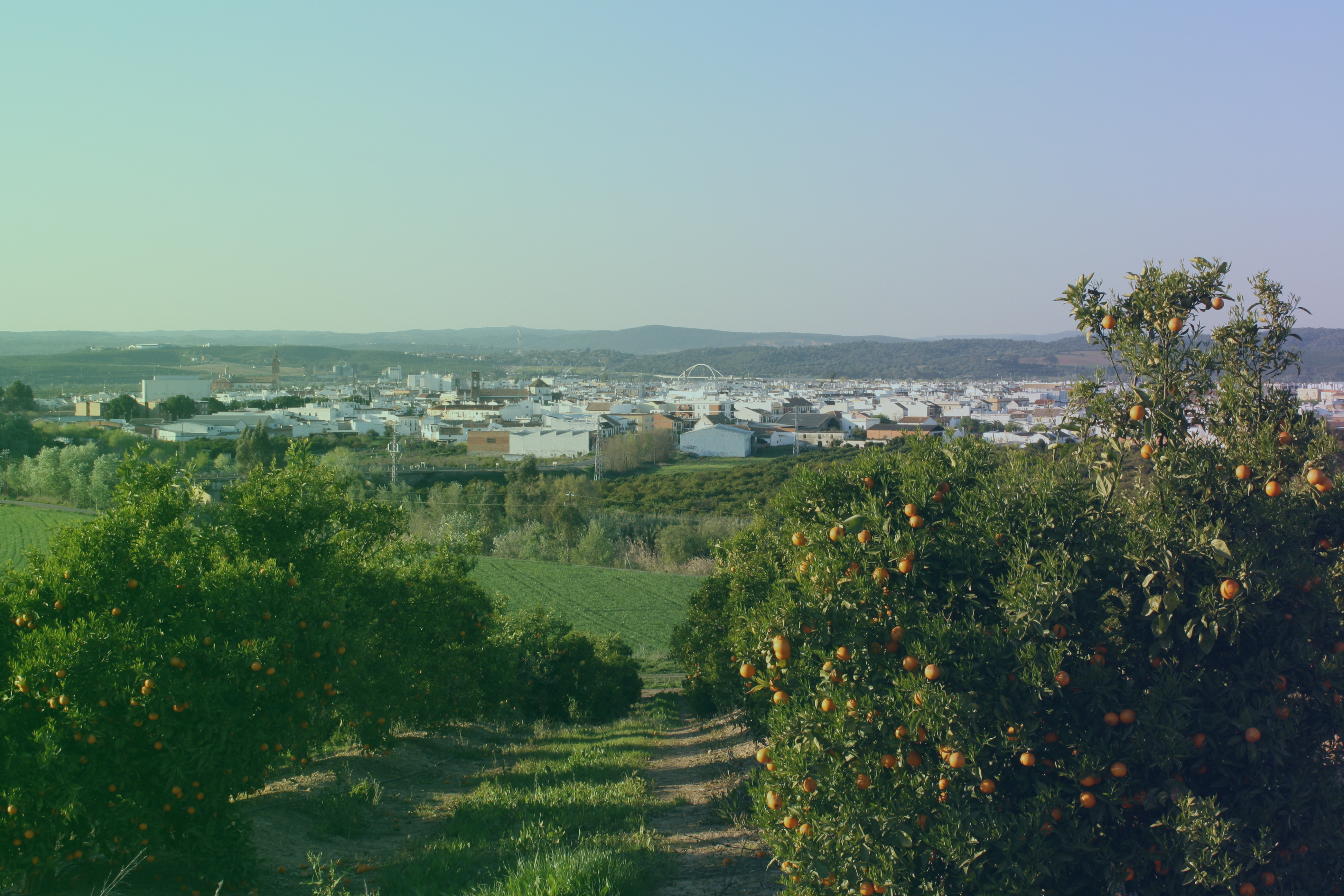 Palma del Rio
